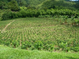 Côte d'Ivoire: Kani, un hectare de champ de Coca découvert