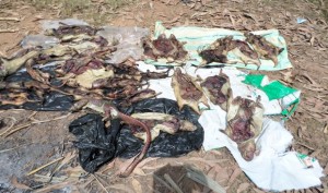 Côte d'Ivoire: Dabakala, les agents des Eaux et Forêts mettent la main sur du gibier et armes utilisés par des braconniers