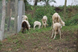 Côte d'Ivoire: Doropo, voulant tuer un chien à  coup de fusil, il tue par mégarde une cinquantenaire