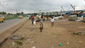 Côte d'Ivoire: À quelques jours de l'Aid el Kébir, c'est la course au mouton