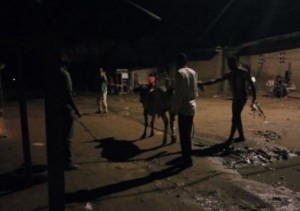 Côte d'Ivoire: A la veille de la tabaski, des bœufs en furie sèment la panique sur l'autoroute et dans certains quartiers