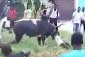 Côte d'Ivoire: Tabaski, un «Binguiste» tué par son propre bœuf