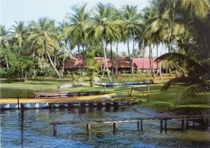 Côte d'Ivoire: Assinie-Assouindé, les  chiens meurtriers de la femme tués, le  propriétaire serait  un employé de l'architecte Pierre Fakoury