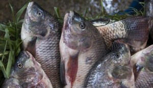 Côte d'Ivoire: Le Tilapia  interdit d'importation et de commercialisation dans cinq pays