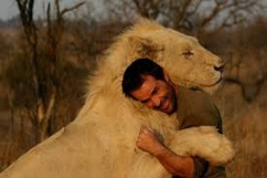 Afrique du Sud: Cinq lions en cavale près de Fochville