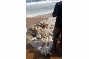 Côte d'Ivoire: San Pedro, le corps en décomposition d'une baleine échoue aux larges de la plage, crainte de pollution envisageable