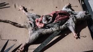 Madagascar:  Panique suite au retour de la peste, cinq morts en 15 jours