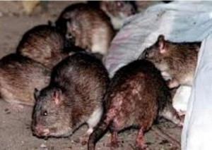 Madagascar: La peste fait 19 morts en deux mois