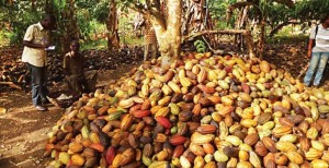 Côte d'Ivoire: Grincements de dents après l'annonce du nouveau prix d'achat du cacao, une marche de protestation annoncée mercredi à  l'est du pays