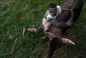 Madagascar: Pour trouver l'amour, des  hommes affrontent des zébus