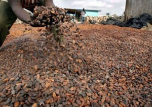 Côte d'Ivoire: Méagui-Issia, en plus de la grève annoncée, des planteurs mécontents du prix d'achat, menacent de brûler leur production de cacao