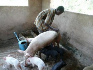 Côte d'Ivoire: Le ministère des Ressources animales et halieutique précise que la viande de porc est interdite seulement dans le département de Ferké