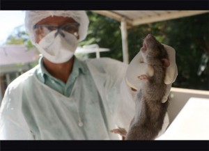 Madagascar: La peste continue de se propager, le bilan est à  80 morts