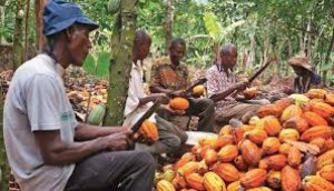 Côte d'Ivoire: Des  producteurs de l'est et l'ouest annoncent une marche vendredi et révèlent des intimidations de la part des autorités