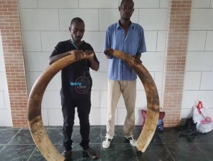 Côte d'Ivoire: Trafic d'espèces protégées, un grand réseau de trafiquants d'ivoires démantelé