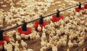 Côte d'Ivoire: L'Etat lance un projet d'insertion de 3300 jeunes dans le secteur avicole