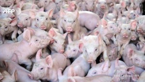 Côte d'Ivoire: Le Gouvernement adopte le PNIA II 2018-2025 d'un coût global de 11905 milliards de FCFA