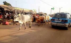 Côte d'Ivoire: Guiglo, des bœufs s'extirpent de leur enclos et créent un grave accident de la circulation