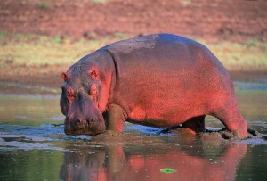 Côte d'Ivoire: Daloa, un hippopotame endommage les installations de la SODECI et cause une coupure en eau, la direction régionale à  pied d'œuvre pour soulager les populations