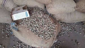 Côte d'Ivoire: Une taxe de 30 FCFA instituée sur l'exportation de noix brutes de cajou