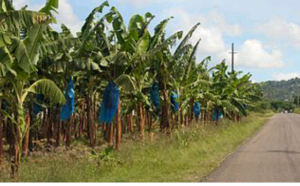 Cameroun:  Gouvernance foncière, accaparement de terres, les journalistes invités à  faire bouger les lignes