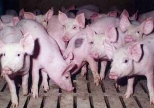 Côte d'Ivoire: Peste porcine dans le Poro et le Tchologo, 31108 porcs abattus chez 887 éleveurs indemnisés à  hauteur de 91 millions de FCFA