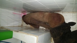 Côte d'Ivoire: Horreur à  Yopougon, un homme surpris en train de découper une jeune femme