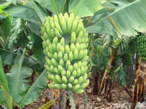 Côte d'Ivoire: Surpris en plein vol de régime de banane, il taillade son frère