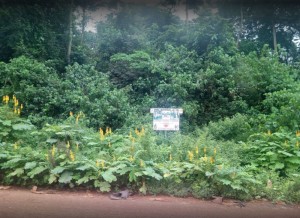 Côte d'Ivoire:  La Banque mondiale approuve 15 millions de dollars au gouvernement ivoirien pour enrayer le déboisement et la dégradation des forêts