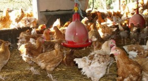 Côte d'Ivoire : Les autorités font taire la rumeur de grippe aviaire