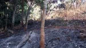 Côte d'Ivoire: Les feux de brousse ravagent l'ouest, des hectares de plantations déjà  partis en fumée