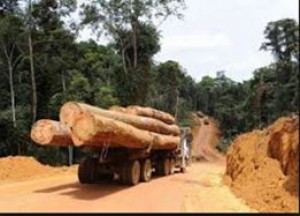 Côte d'Ivoire: Bois de grume, un décret portant aménagement des modalités de paiement de la redevance a été adopté