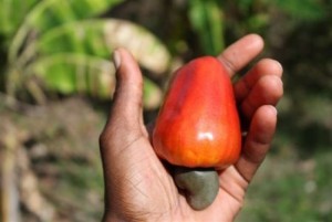 Côte d'Ivoire: La Banque mondiale annonce plus de 106 milliards de FCFA pour la transformation de l'anacarde et veut impliquer les femmes