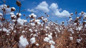 Mali:  Premier producteur de coton et détrône le Burkina Faso