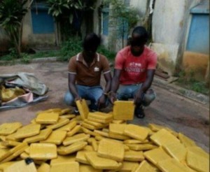 Côte d'Ivoire: 219 Kilogrammes de cannabis  saisis dans un village , deux individus interpellés