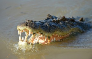 Zimbabwe:  Un crocodile abattu  après avoir semé la panique devant un hôpital