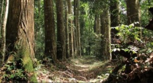 Côte d'Ivoire: Mis aux arrêts pour tentative d'assassinat à  l'arme blanche dans une forêt de Biabou