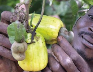 Côte d'Ivoire: Un prêt de 200 millions de dollars de la Banque mondiale pour la promotion de la filière anacarde