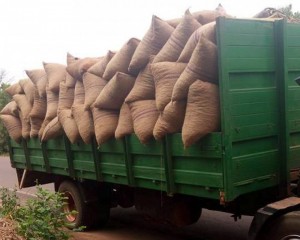 Côte d'Ivoire: Odienné, une vingtaine de tonnes de noix de cajou transportées vers le Mali saisies