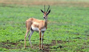 Côte d'Ivoire: Il «confond» son compagnon chasseur à  une gazelle et l'abat