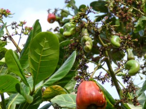 Sénégal-Gambie: Dakar décide d'exporter les noix de cajou de la Casamance, peur sur l'économie à  Banjul