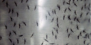 Burkina: Une manifestation prévue le 2 juin contre le là¢chage de «moustiques OGM»