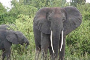 Côte d'Ivoire: Déforestation, les espèces sauvages en grand danger dans le pays