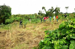 Côte d'Ivoire: Bongouanou, un redoutable dealer de drogue arrêté, sa plantation de cannabis découverte