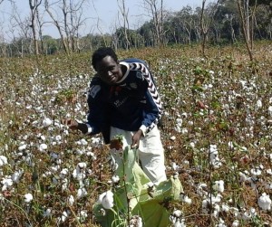 Côte d'Ivoire: Campagne cotonnière, le kg de coton graine premier choix fixé à  265 FCFA et celui du coton graine deuxième choix à  245 FCFA