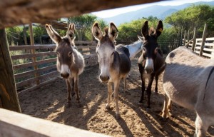 Burundi: Un don d'à¢nes sème la discorde entre Bujumbura et la France