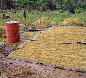 Côte d'Ivoire: Stratégie nationale de développement de la riziculture, 30 unités industrielles de transformation de riz paddy annoncées, 12 déjà  montées et opérationnelles
