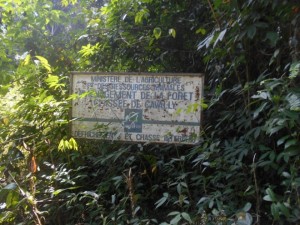 Côte d'Ivoire: Des occupants d'une forêt classée déguerpis à  l'ouest