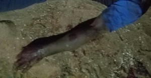 Côte d'Ivoire: Autoroute Yopougon-Adjamé, un motocycliste  se fait machetter par 02 inconnus