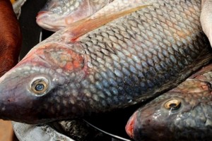 Ghana: Six mois d'embargo sur l'importation de tilapias